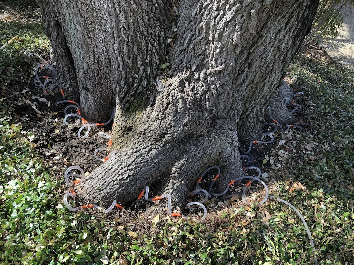 Detailed Tree Cabling and Bracing job site in Shelton