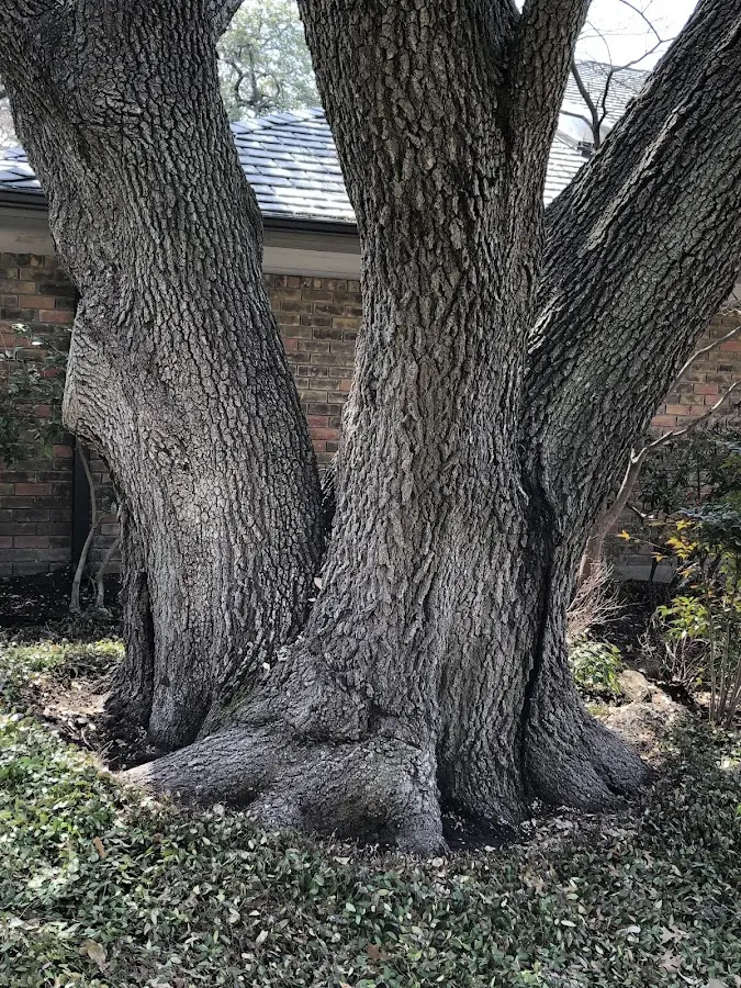 Mature heritage tree close to a Shelton property cared for by certified arborists